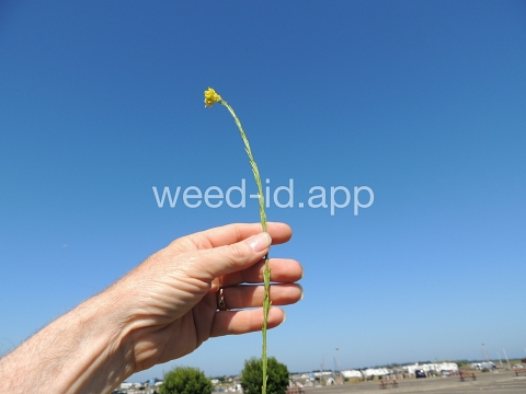 mustard, shortpod